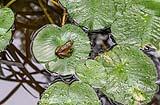 Frog on Lillypad Arcadia 2021